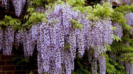 A növekvő Wisteria a Távol-Keleten