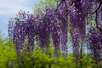 A növekvő Wisteria a Távol-Keleten