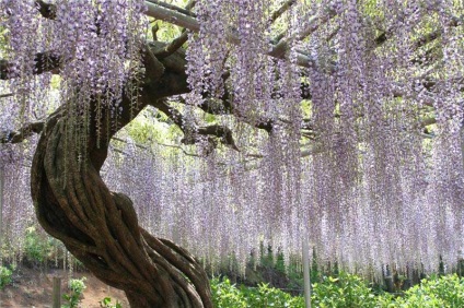 A növekvő Wisteria a Távol-Keleten