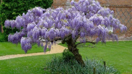 A növekvő Wisteria a Távol-Keleten