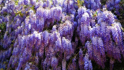 A növekvő Wisteria a Távol-Keleten