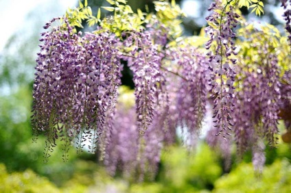 A növekvő Wisteria a Távol-Keleten