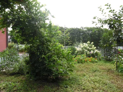 A növekvő Wisteria a Távol-Keleten