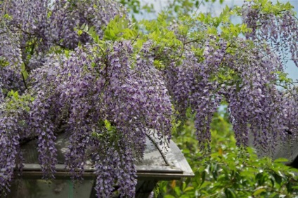 A növekvő Wisteria a Távol-Keleten