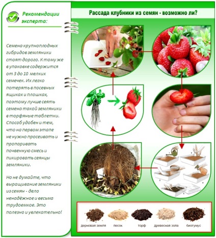 Cultivarea răsadurilor de căpșuni metode de plantare cu semințe și rozete