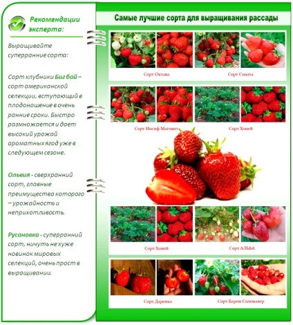 Cultivarea răsadurilor de căpșuni metode de plantare cu semințe și rozete
