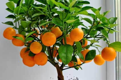 növekvő citrus