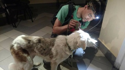 La Kiev, sătenii și-au scos ochii din câine și l-au lăsat pe strada • antikor portal