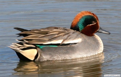 Magic color teal - cu ce să combine, stilul de viață