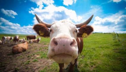 În Tatarstan, o turmă de vaci a fost electrocutată