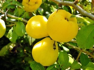 Depozitarea mărului de aur - gutui, sfaturi și rețete