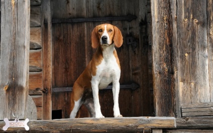 Hügenhund (hugen's hound)