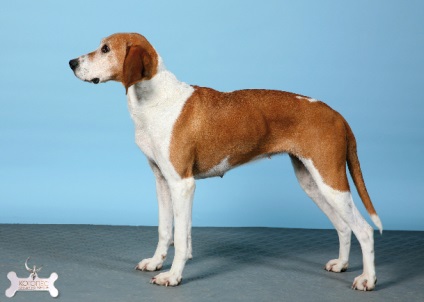 Hügenhund (hugen's hound)