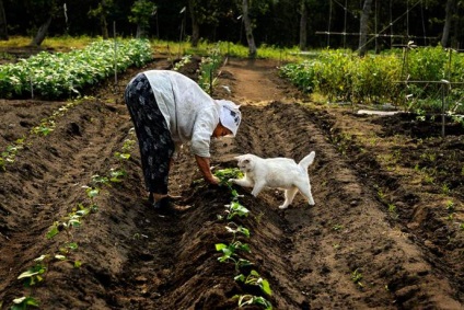 Mama bunică japoneză și pisica ei fukumaru