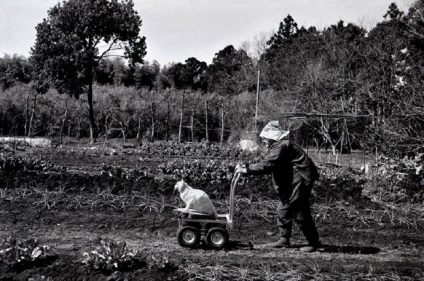 Mama bunică japoneză și pisica ei fukumaru