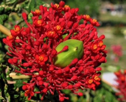 Jatropha disecată (jatropha multifida) - exotică în casa noastră