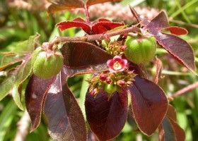 Cultivarea și îngrijirea Jatropha