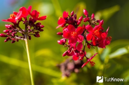 Jatropha termesztés és gondozás