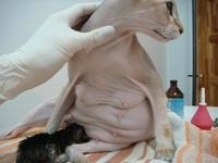 De ce să sterilizeze o pisică și un câine, o clinică veterinară megavet