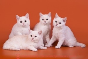 Culoarea vopsite colorată a pisicilor britanice