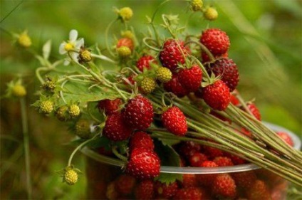 Căpșunile (fructe de padure, frunze, rădăcină) sunt proprietăți utile și medicinale, contraindicații - pentru ce este util