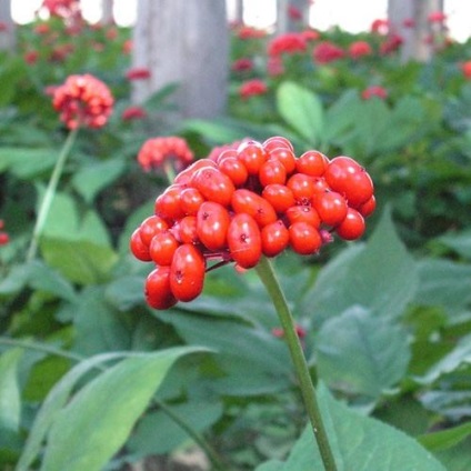 Ginseng în țară și în pădure