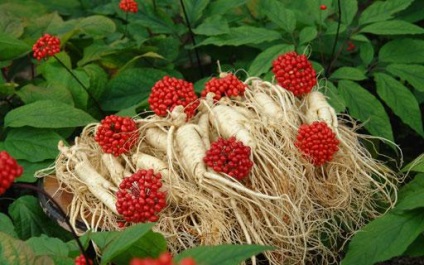 Ginseng în țară și în pădure