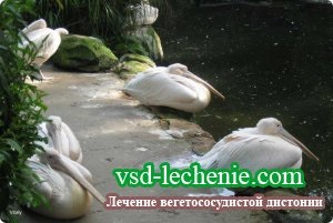 Nő és a VSD (na) Nő és IRR