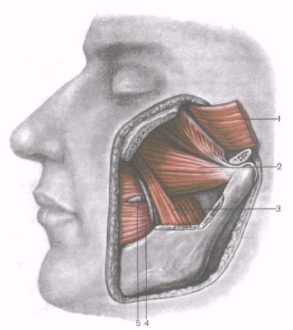 Mușchi de mestecat - Pagina 3