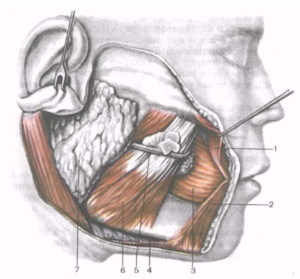 Mușchi de mestecat - Pagina 3