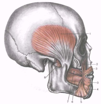 Mușchi de mestecat - Pagina 3