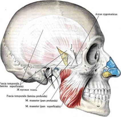 Mușchii de mușchi - anatomia umană - enciclopediile și dicționare