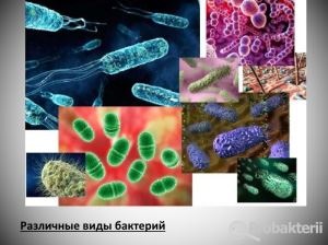 Bacterii vii ale numelui și categoriei de microorganisme