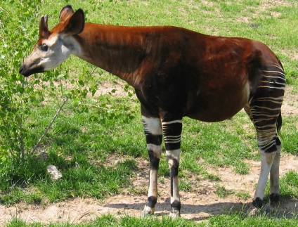 Animale - Okapi (okapia johnstoni)