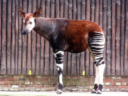 Animale - Okapi (okapia johnstoni)