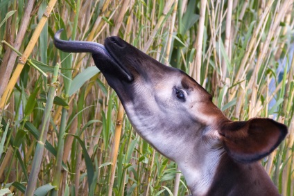 Animale - Okapi (okapia johnstoni)