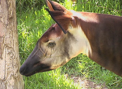 Animale - Okapi (okapia johnstoni)