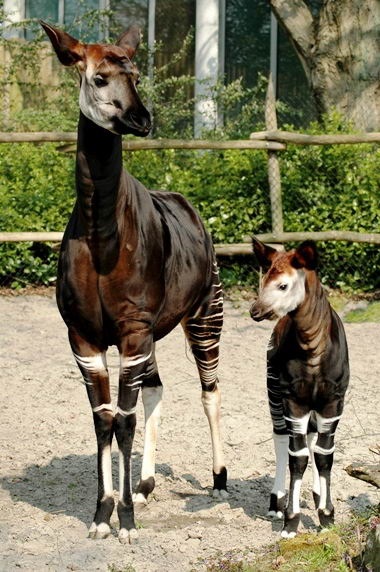 Animale - Okapi (okapia johnstoni)