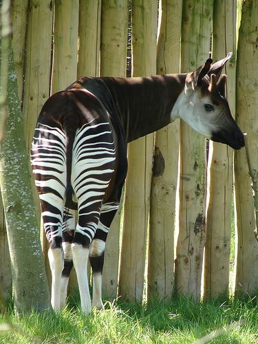 Animale - Okapi (okapia johnstoni)