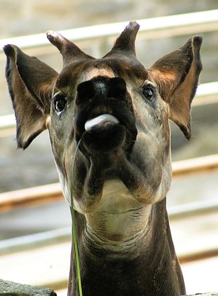 Animale - Okapi (okapia johnstoni)