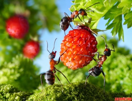 7 Moduri minunate de a scăpa de furnici în grădină și în casă