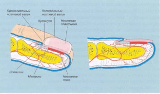 Anatomia unghiilor din acest capitol descrie structura unghiei