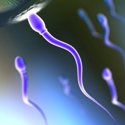 Antisperm immunitás - gyakori oka a férfi meddőség