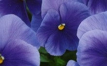Pansies - fotografii de flori, plantare și îngrijire, reproducere și boli (video)
