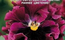 Панси - снимки Цветя, озеленяване и поддръжка, възпроизвеждане и болест (видео)