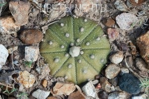 Astrofitum, cactus rotund, îngrijire, reproducere, flori de vis