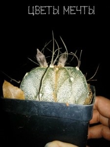 Astrofitum, cactus rotund, îngrijire, reproducere, flori de vis