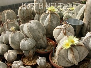 Astrofitum, cactus rotund, îngrijire, reproducere, flori de vis