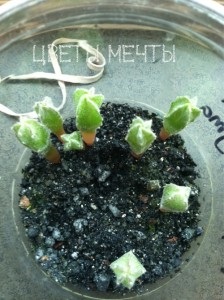 Astrofitum, cactus rotund, îngrijire, reproducere, flori de vis