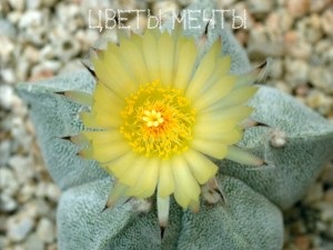 Astrofitum, cactus rotund, îngrijire, reproducere, flori de vis